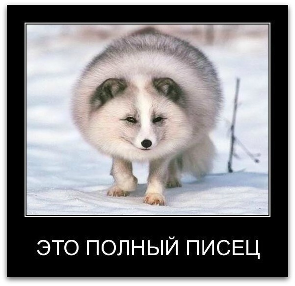 http://cs10880.vkontakte.ru/u147091410/146871806/x_8bc43bd1.jpg